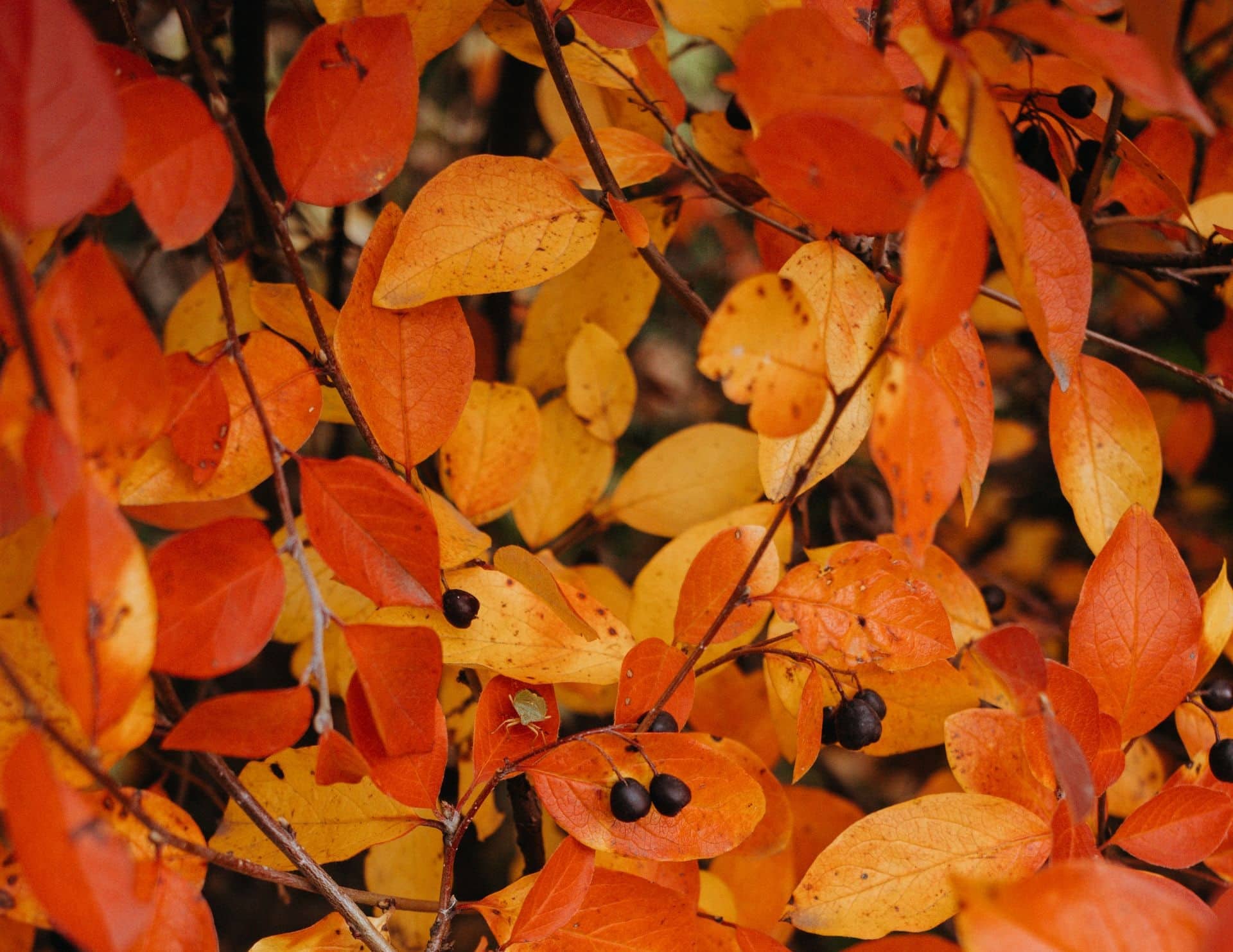 Autumn leaf background
